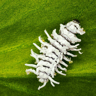 Crypolaemus montrouzeri pupal stage