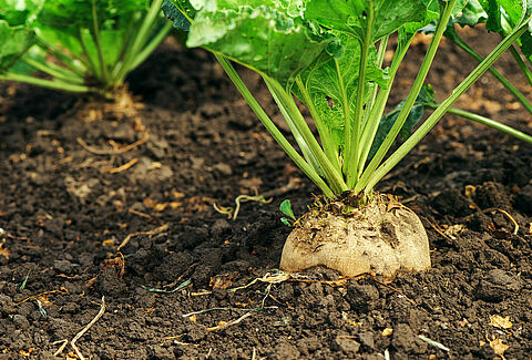 Sugar beet