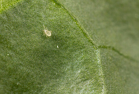 New Anso-Mite Plus Sachet Beats Thrips Early In The Season