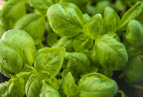 Herbs