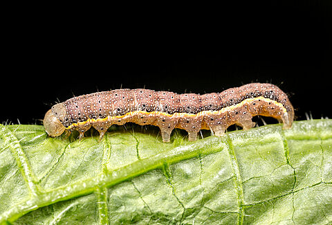 Tomato moth