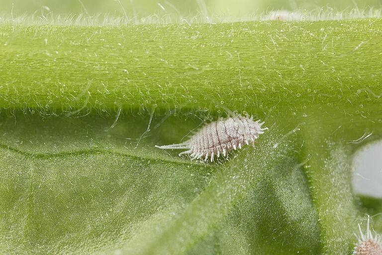 The Obscure mealybug Pseudococcus viburni