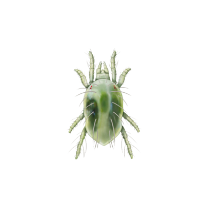 Tetranychus urticae deutonymph