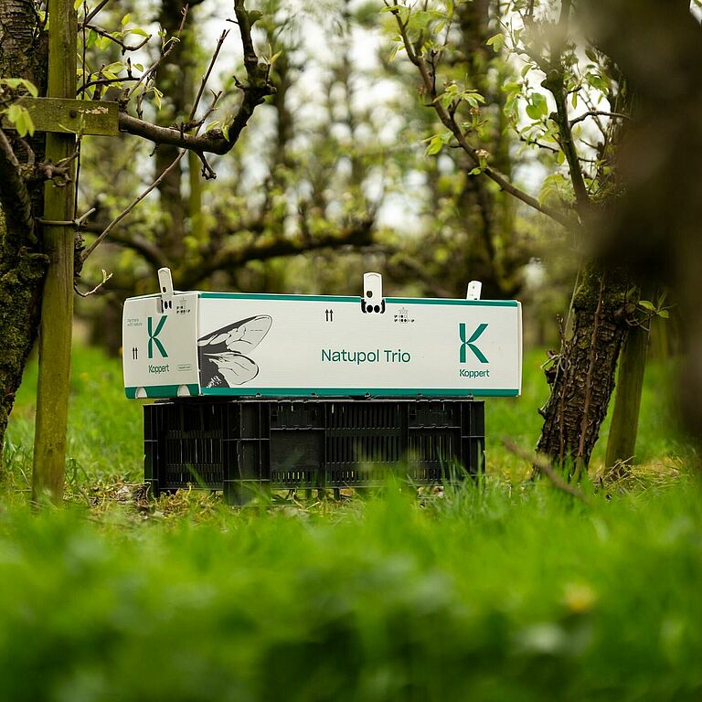 Natupol trio in Pear, Schalkwijk the Netherlands