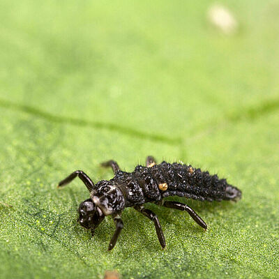 Adalia bipunctata larval stage