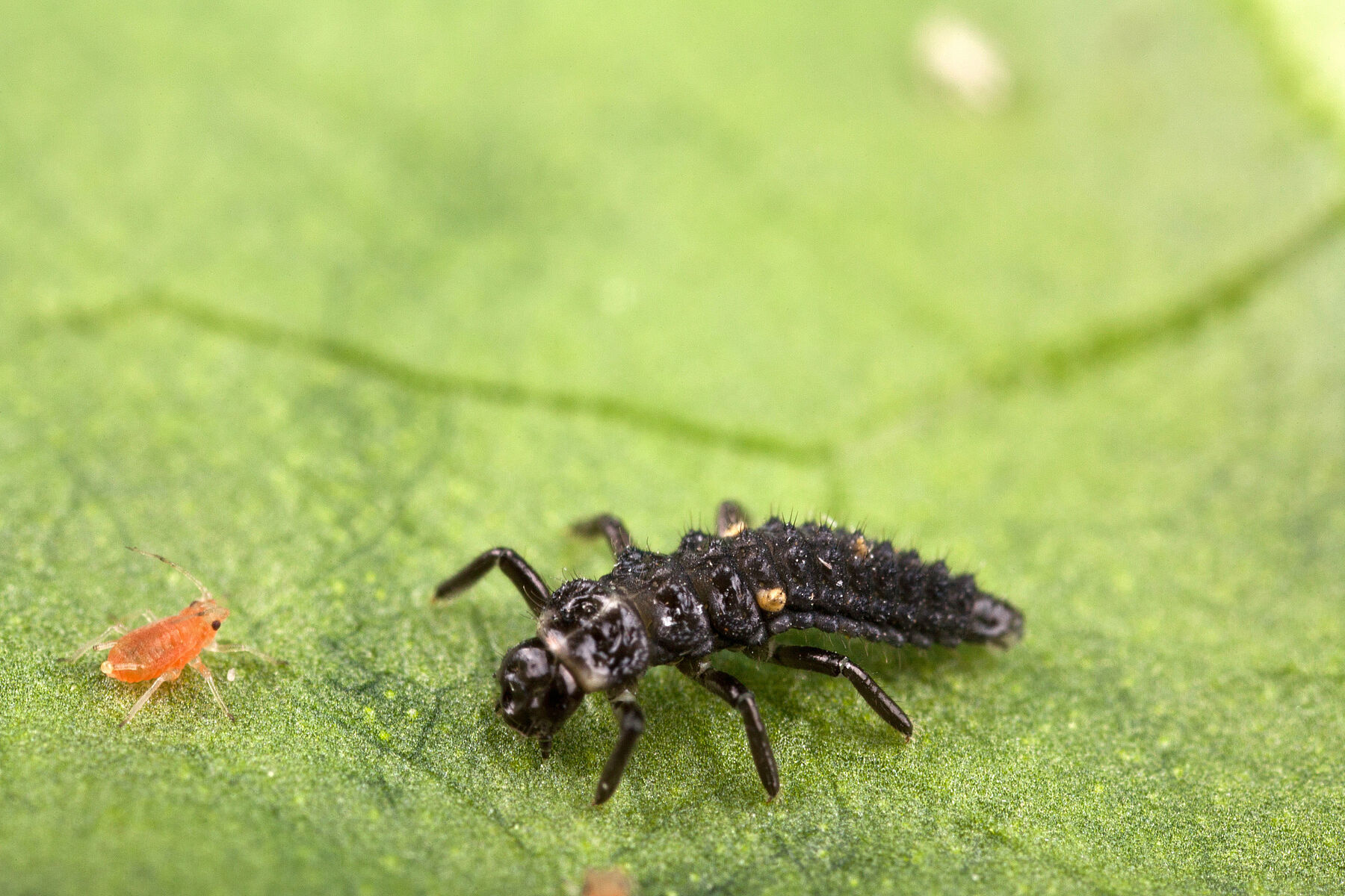 Addai Insects Adalia bipunctata - Predatory Beetle for Aphid Control