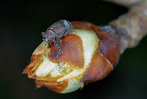Pear blossom weevil