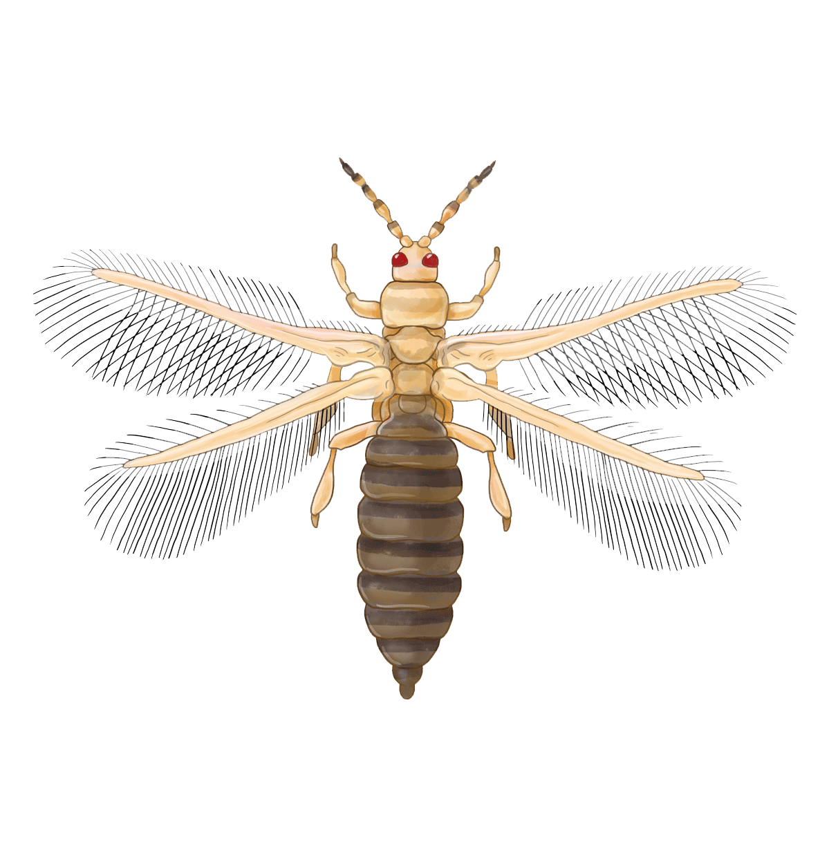 Leaf Vegetables and Fresh Herbs EAMU