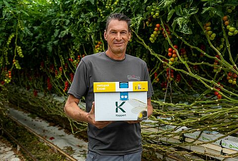 Maximise pollination in tomato