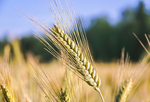 Rye