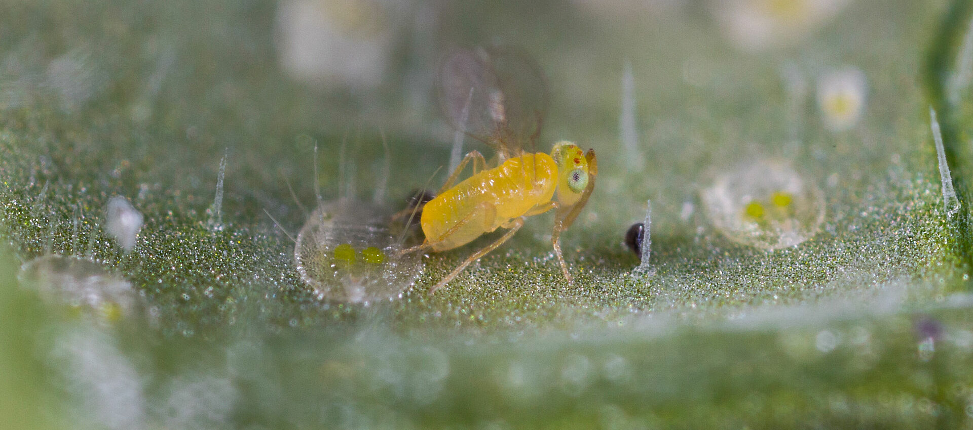 Eretmocerus eremicus (Parasitic Wasp): Biological Control of Whitefly