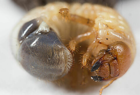 Garden chafer