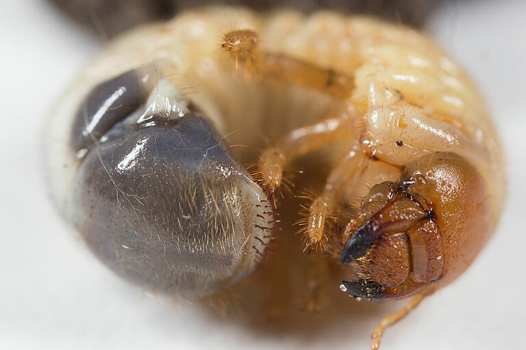 Larva of the Garden chafer Phyllopertha horticola