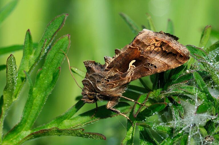 Autographa gamma - Silver Y Moth