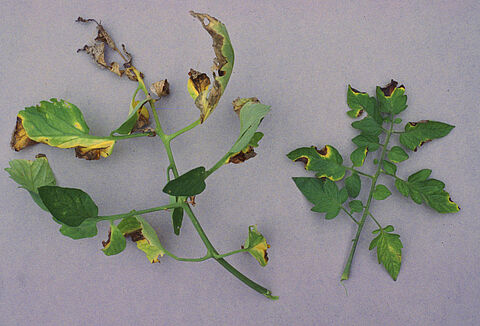 Bacterial canker of tomato