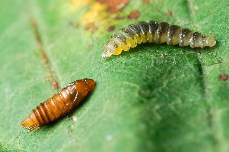 Horsechestnut leafminer Cameraria ohridella Pupal and Larval stage
