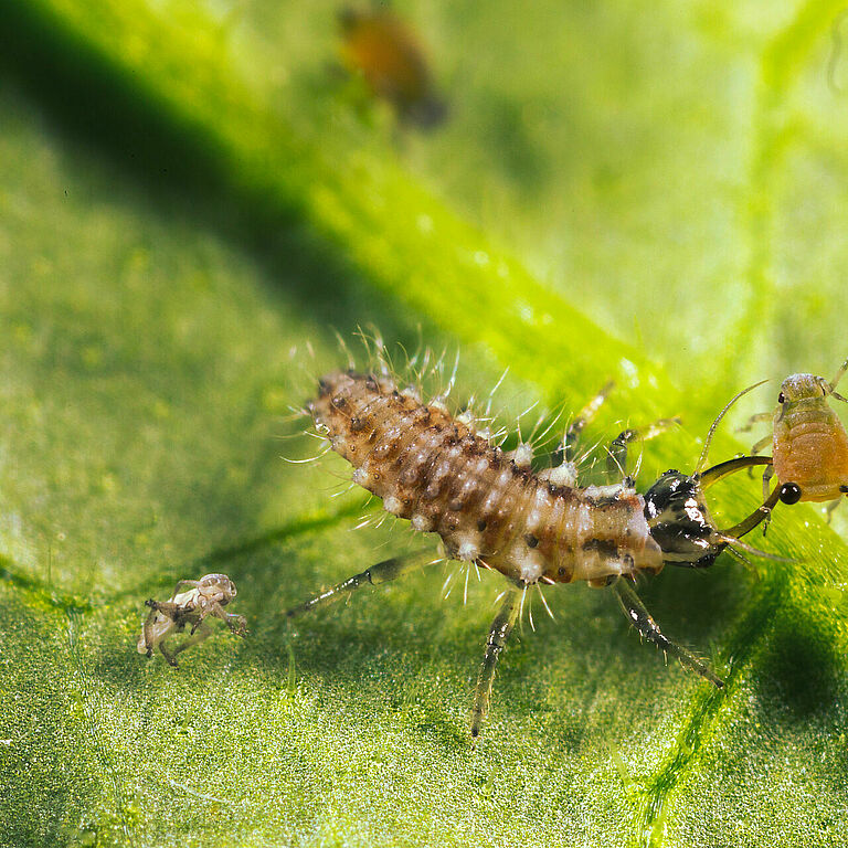 Chrysoperla carnea larval stage