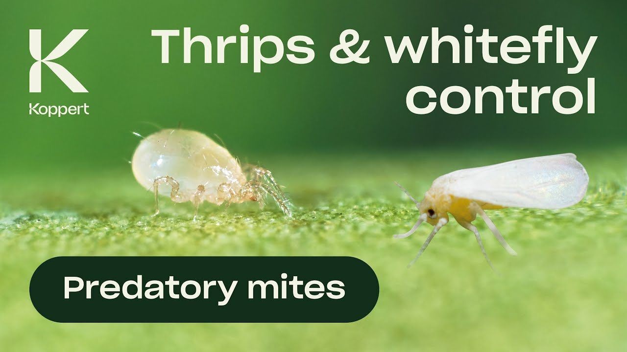 Biological control of whitefly - Amblyseius swirskii