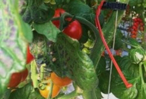 Isonet T for Tuta absoluta