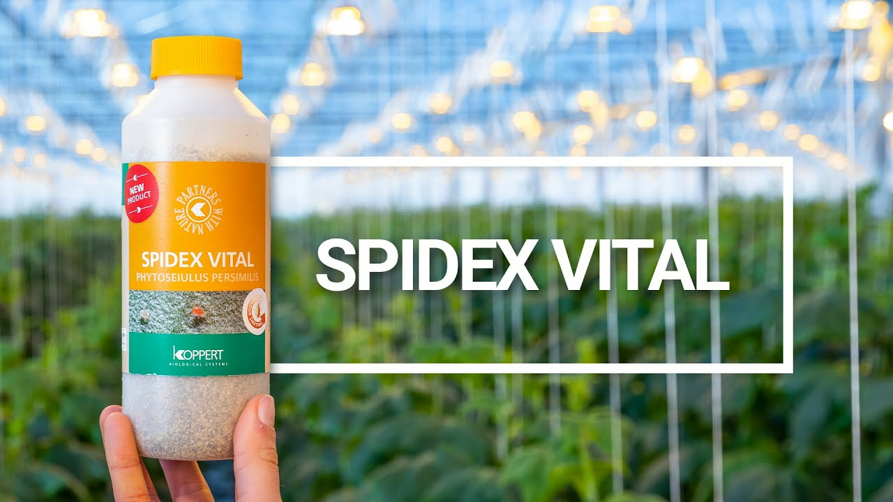 Spidex Vital: Your Vital partner in spider mite control Spidex Vital: Your Vital partner in spider mite control