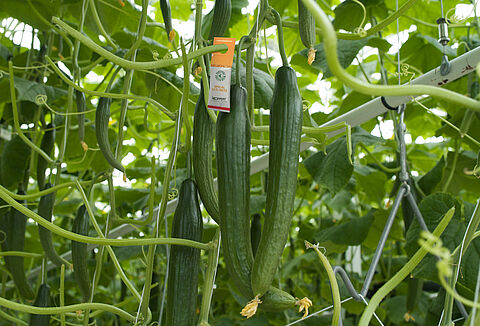 Following Swirski, Spical undergoes revolutionary upgrade