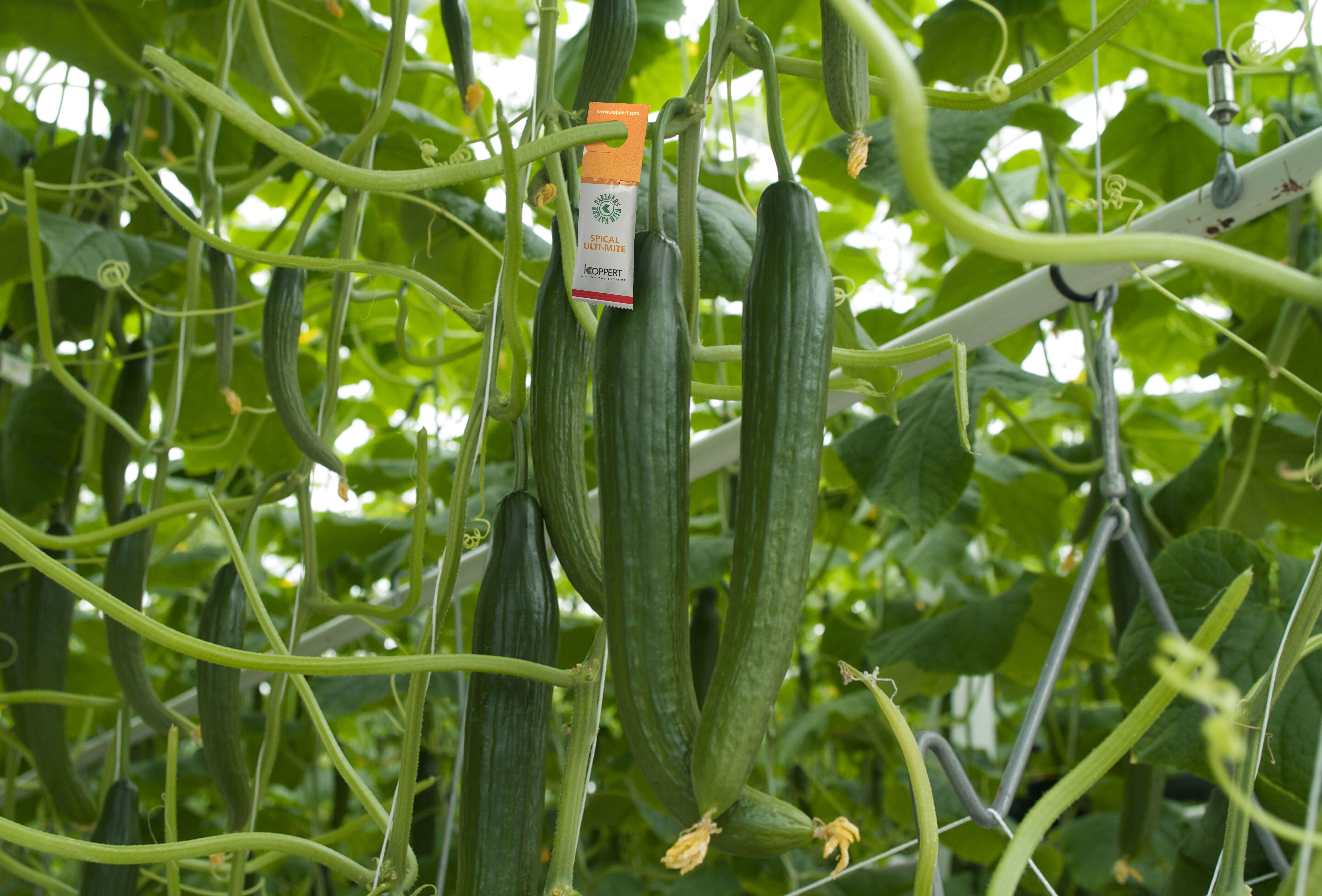 Following Swirski, Spical undergoes revolutionary upgrade