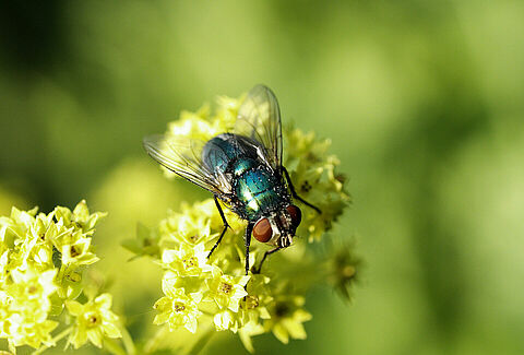 Pollination checklist Natupol Fly