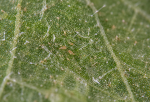 Pear rust mite