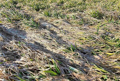 Foot rot of cereals