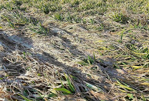 Foot rot of cereals