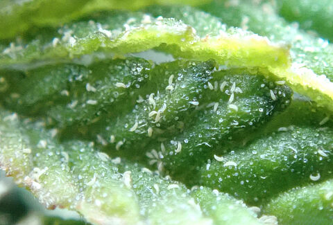 Hemp russet mite