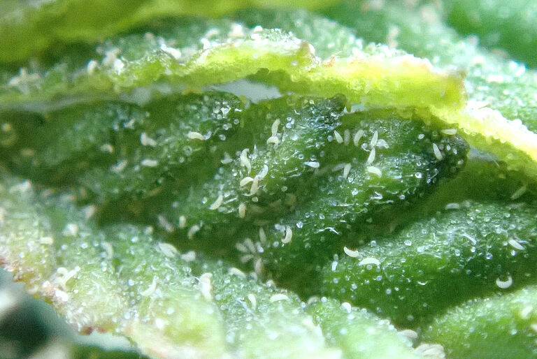 Hemp russet mites on leaf
