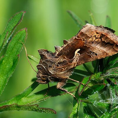 Silver-Y moth Autographa gamma Adult stage
