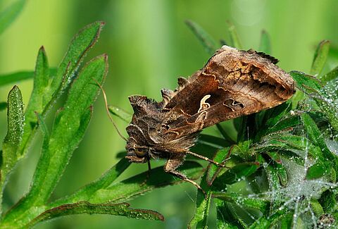 Silver-Y moth