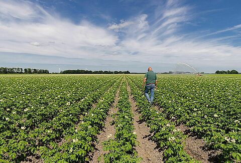 Effective Wireworm Control In Potato Crops With Beneficial Nematodes