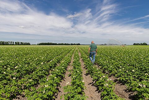 Effective Wireworm Control In Potato Crops With Beneficial Nematodes
