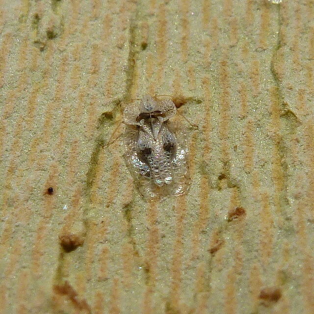 Sycamore lace bug Corythucha ciliata on rhytidomes