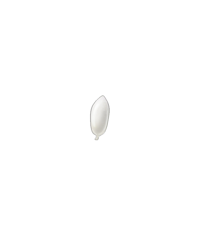 Greenhouse whitefly Trialeurodes vaporariorum egg