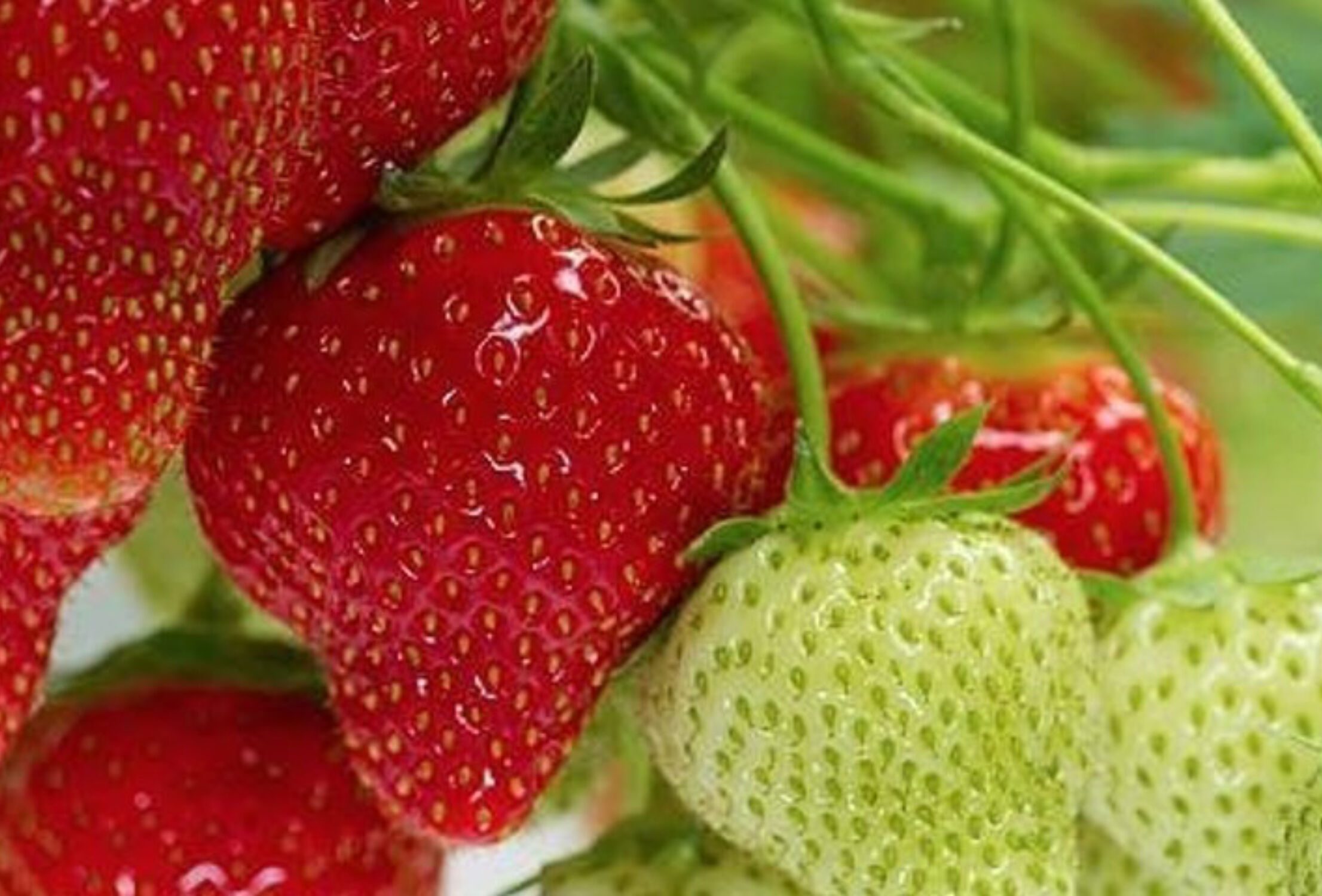 Phytophthora: symptoms starting to show