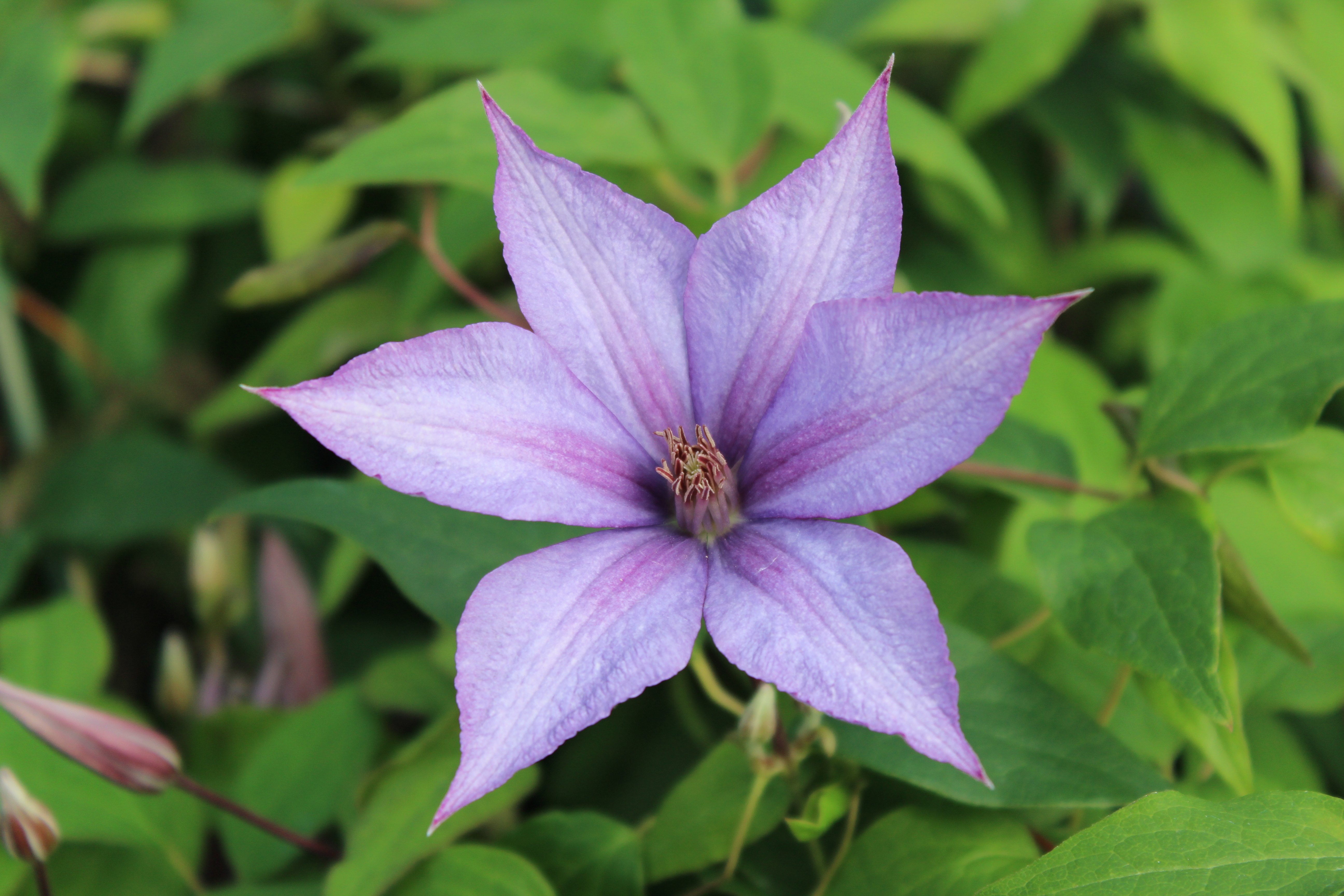 New Leaf Plants Clematis
