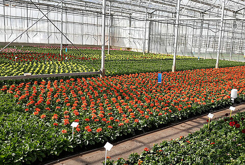 Effective Spider Mite Control on Ornamentals