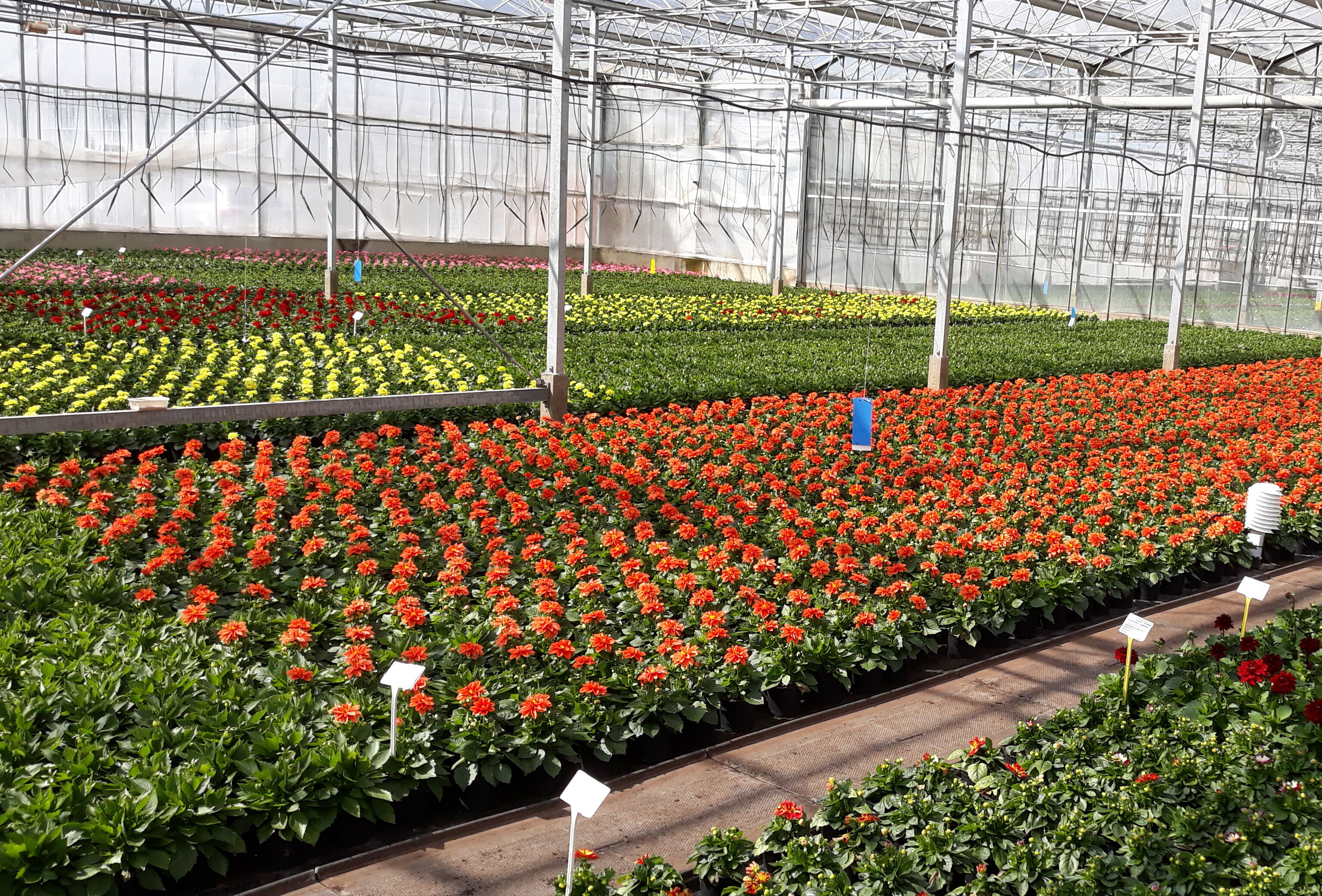 Effective Spider Mite Control on Ornamentals
