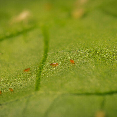 Aphidoletes aphidimyza egg stage