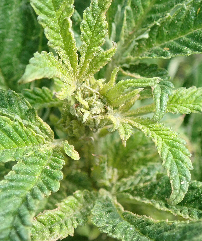 Cannabis damage caused by Hemp russet mite Aculops cannabicola