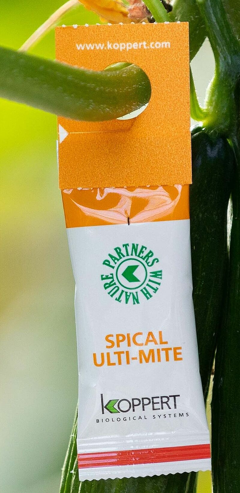 Spical_sachet.jpg