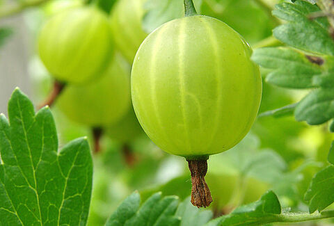 Gooseberry