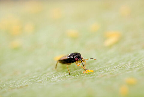 Predatory insects