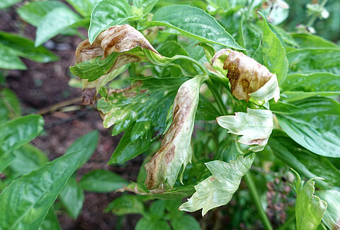 Early blight