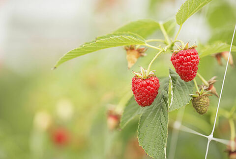 Control spidermite with Phytoseiulus in soft fruit