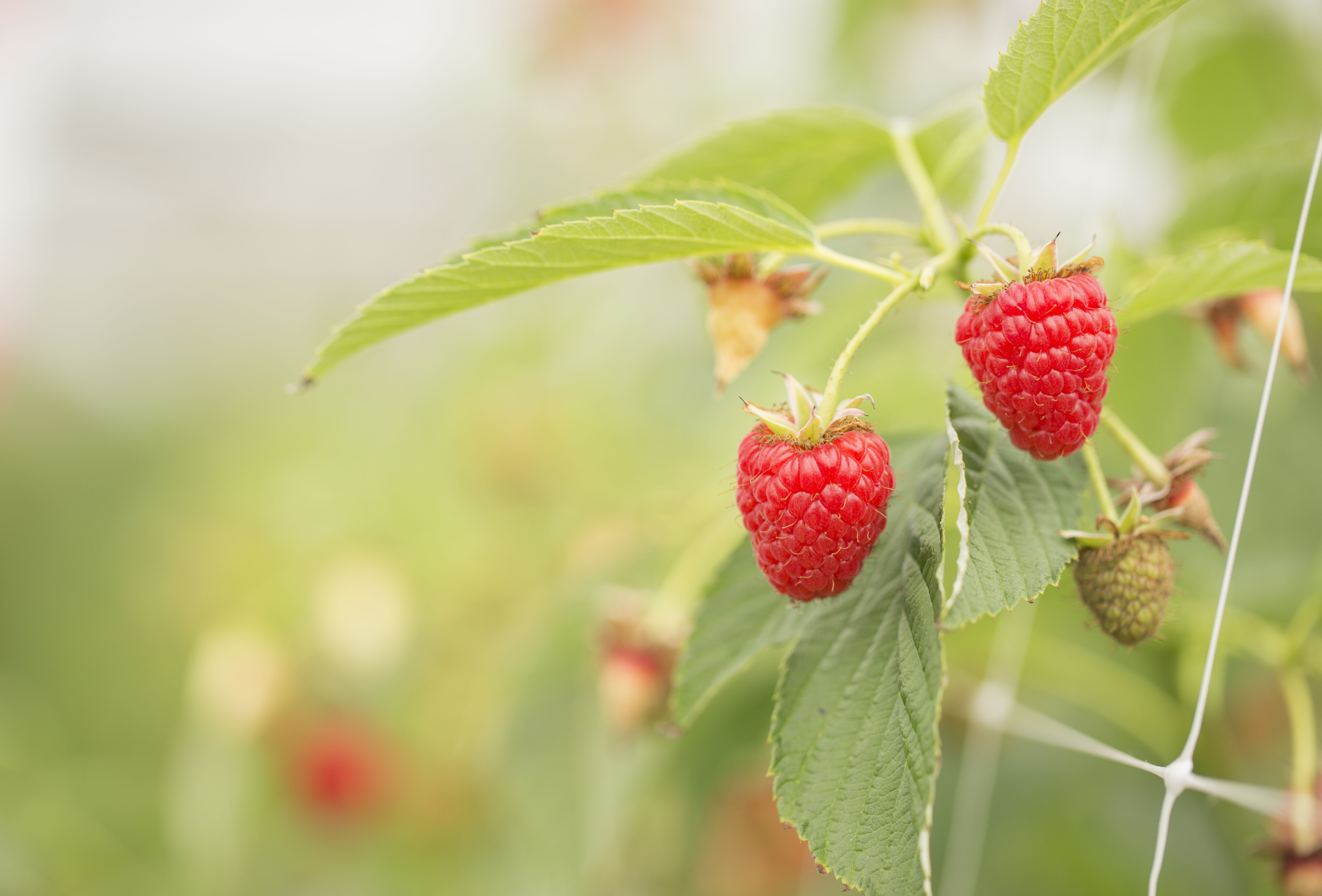 Control spidermite with Phytoseiulus in soft fruit